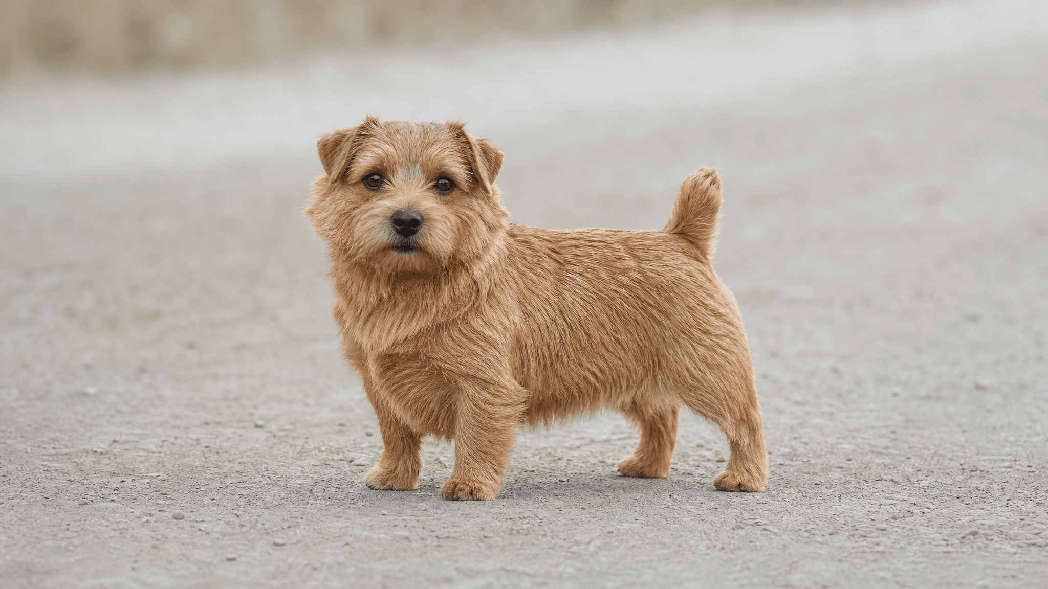 Norfolk Terrier