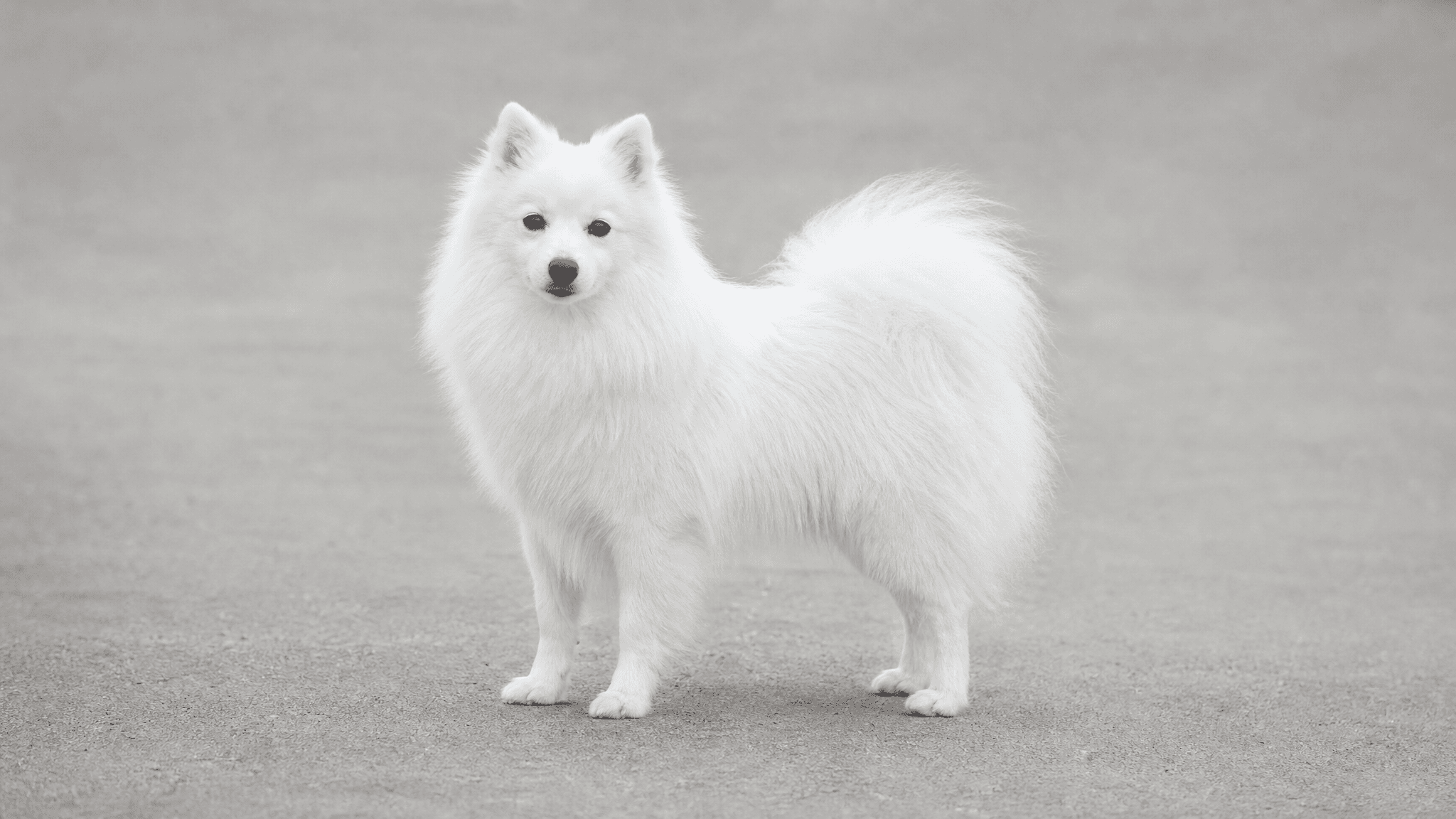 Spitz Japonês