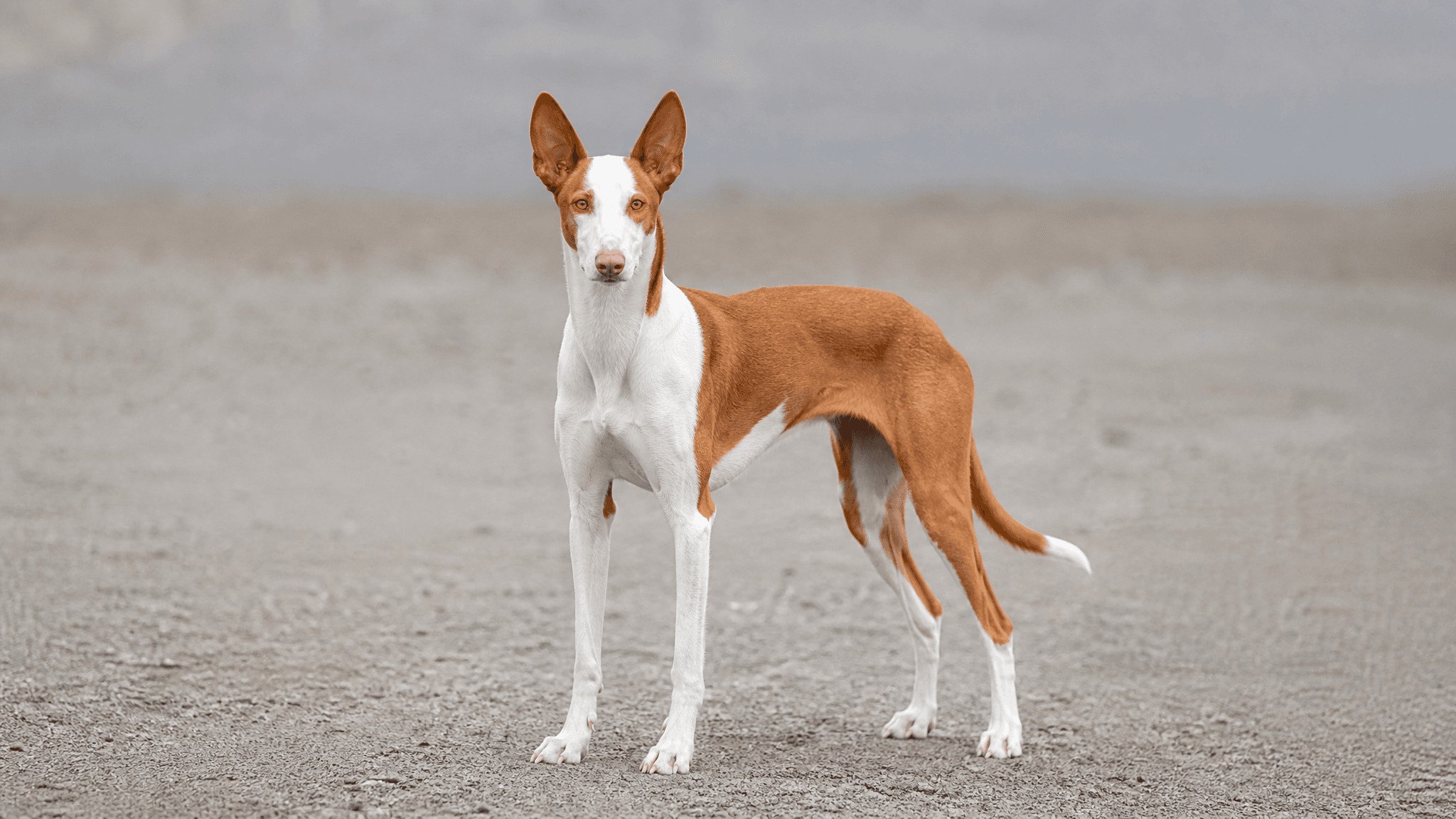 Ibizan Podenco