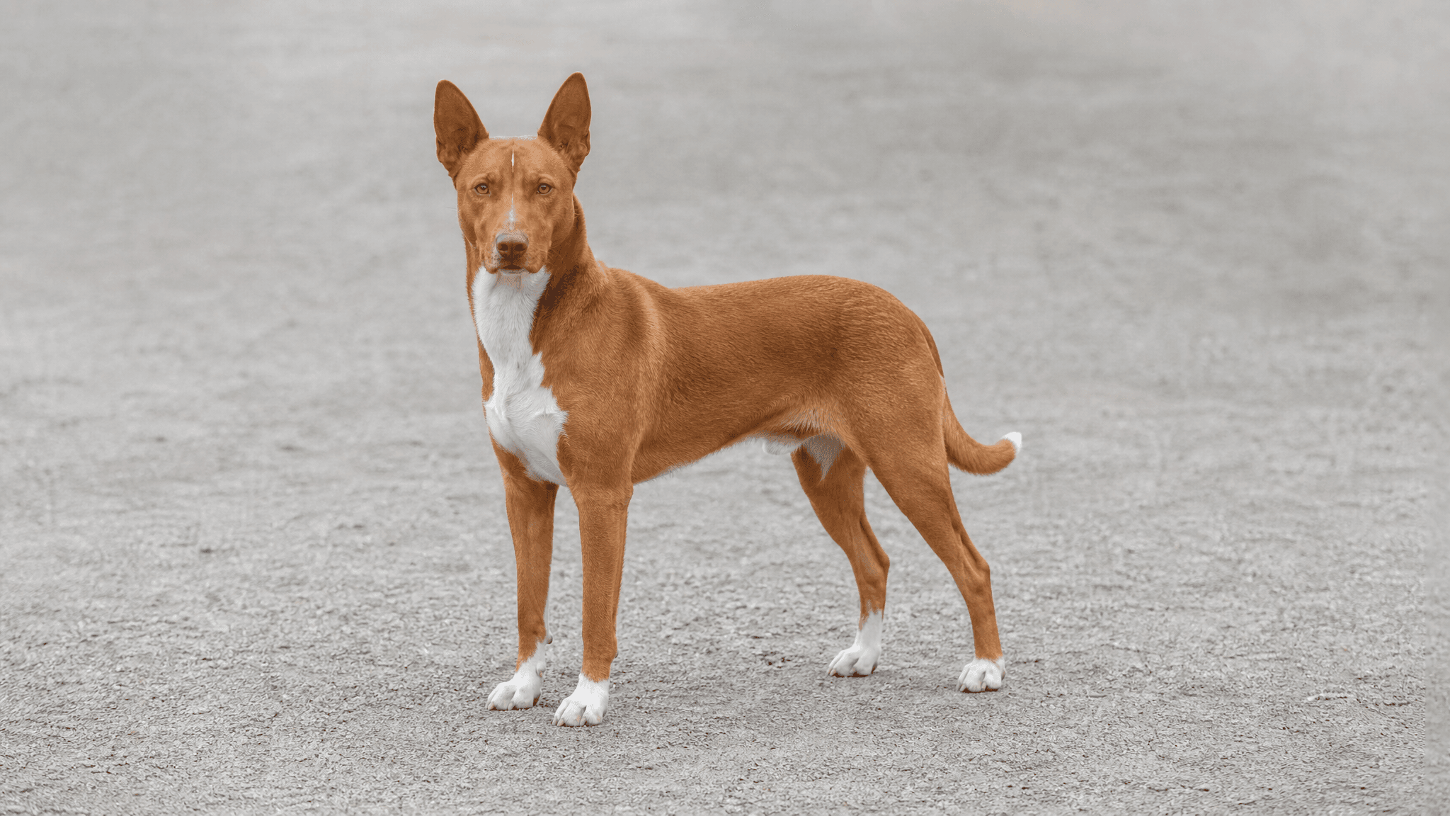 Canarian Warren Hound