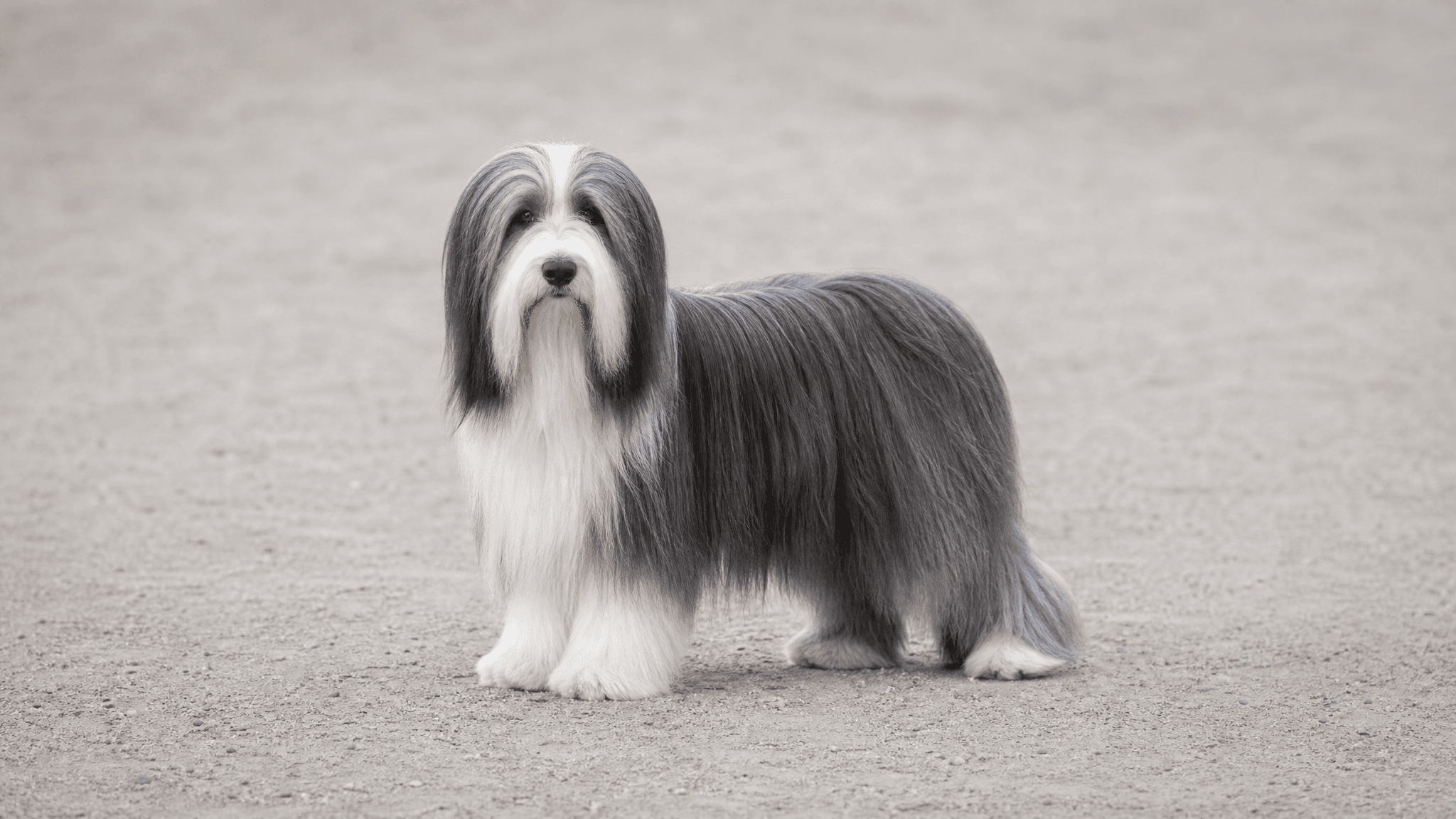 Bearded Collie