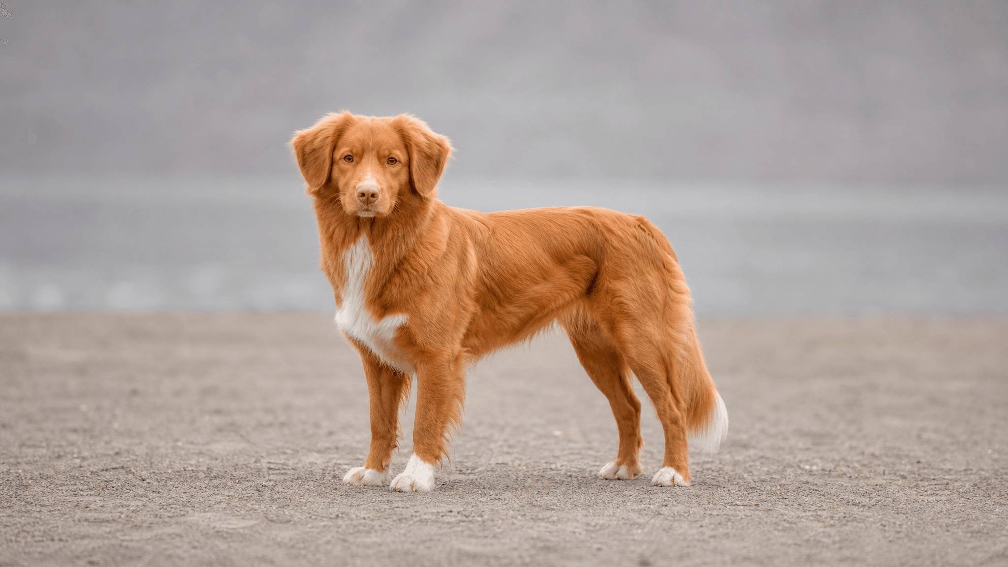 Retriever Da Nova Escócia