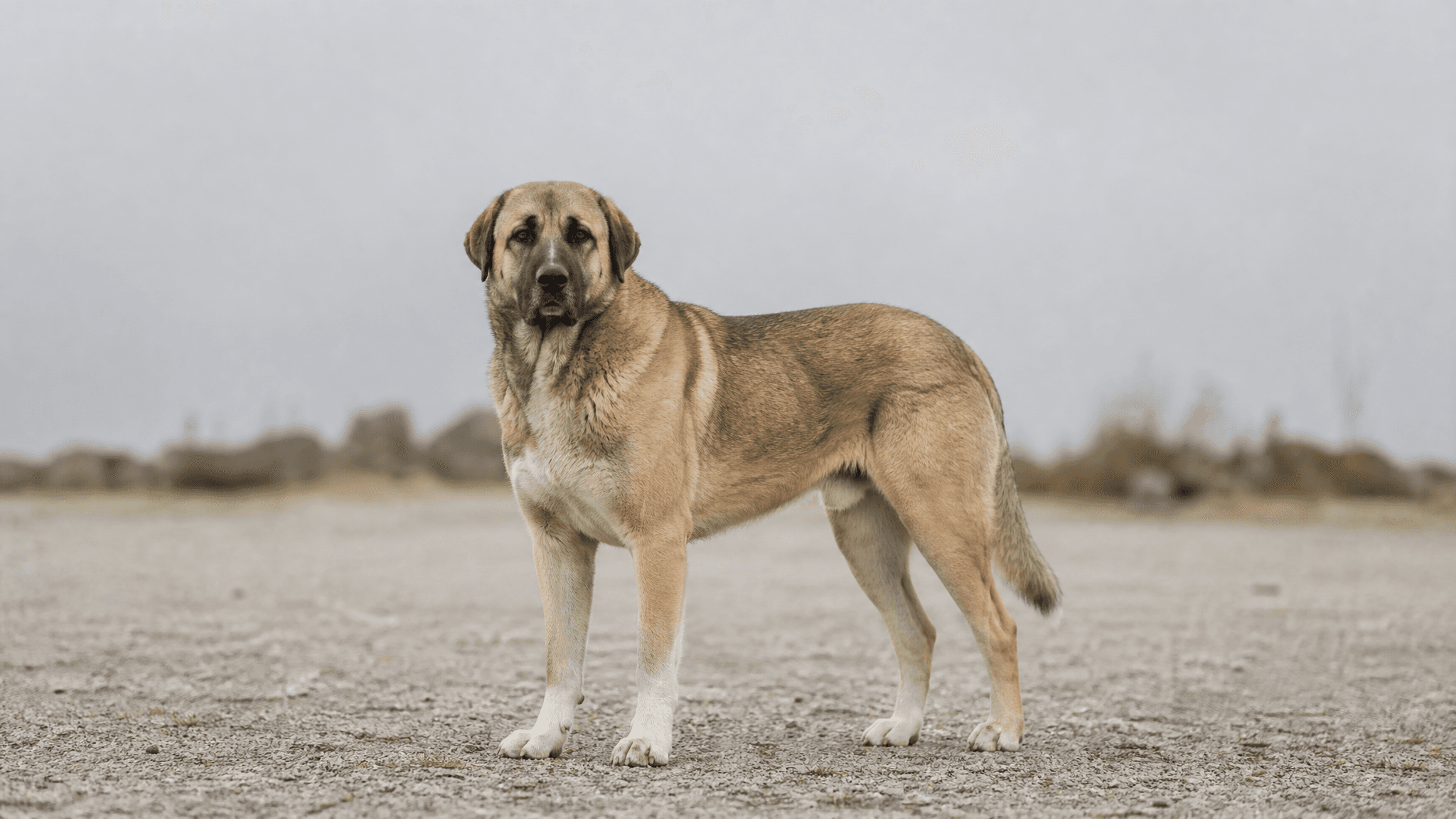 Estrela Mountain Dog