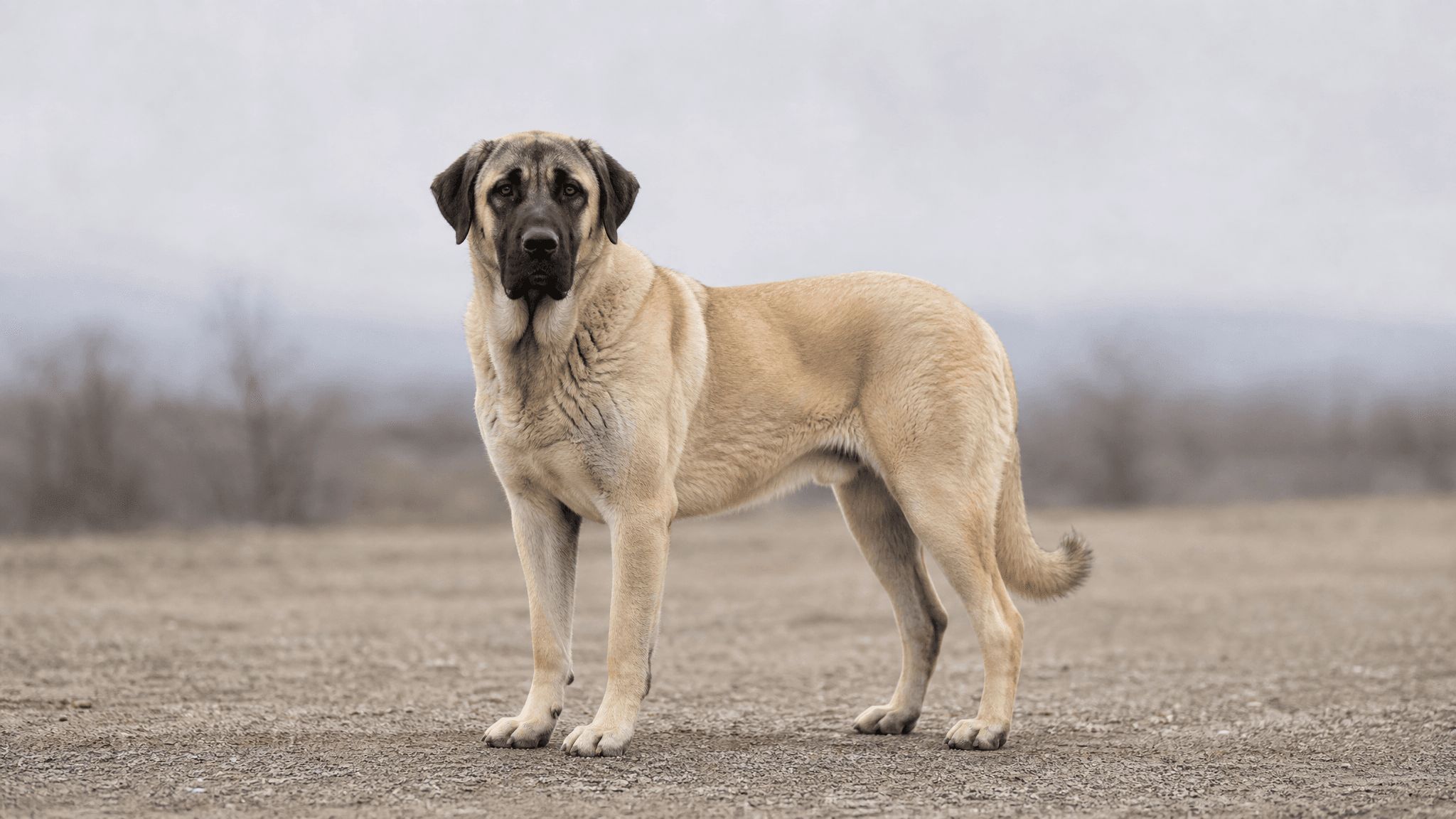 Cão De Pastor Da Anatólia