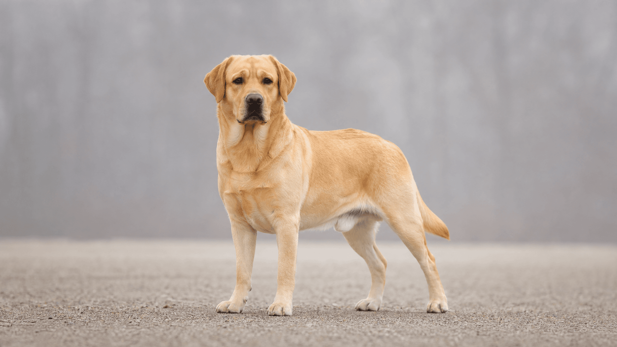 Labrador Retriever