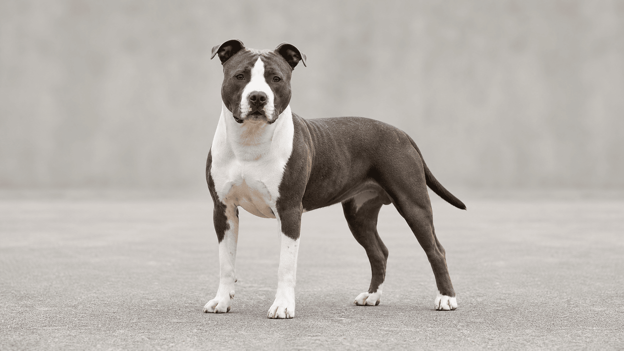 American Staffordshire Terrier