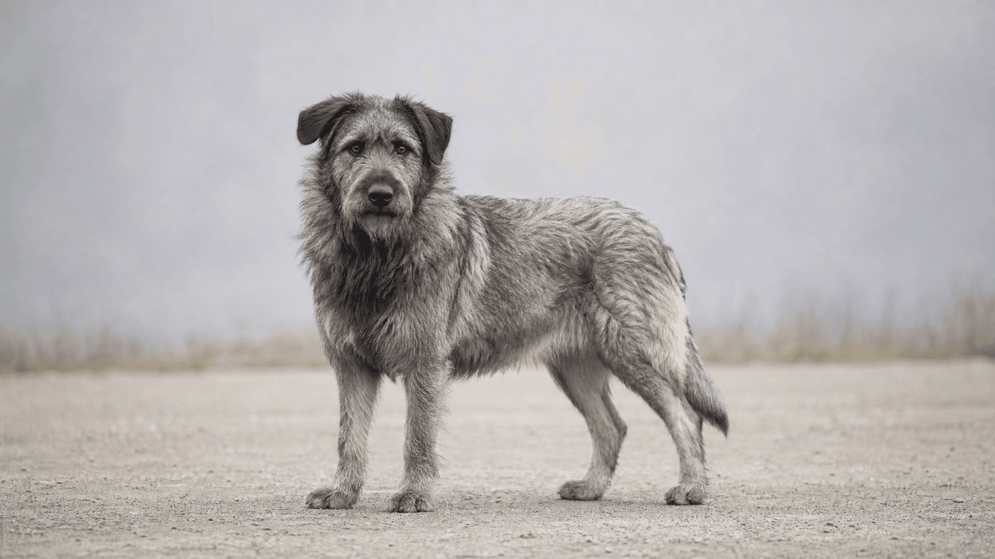 Cão De Pastor Do Carso