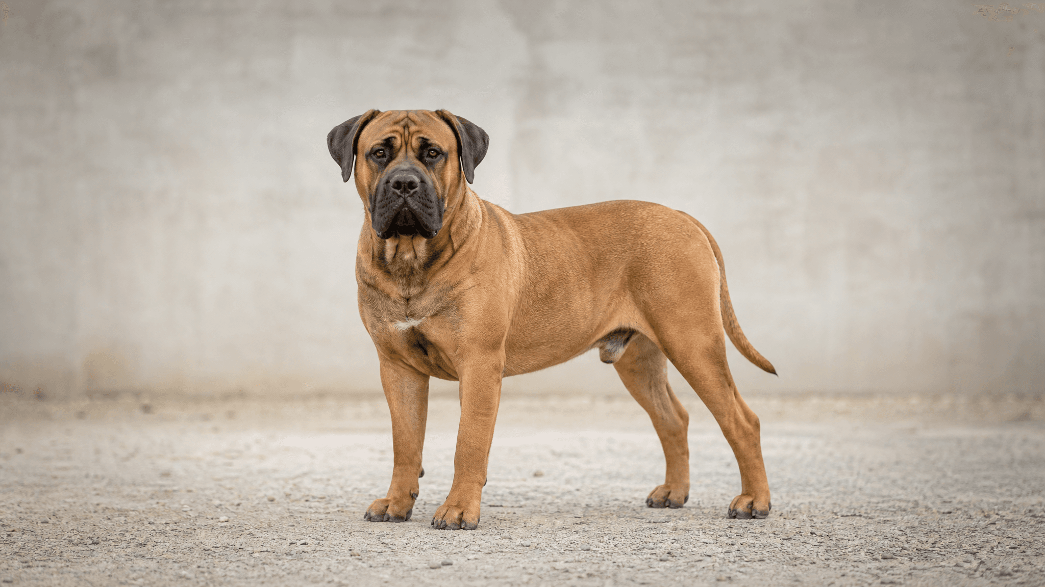 Boerboel