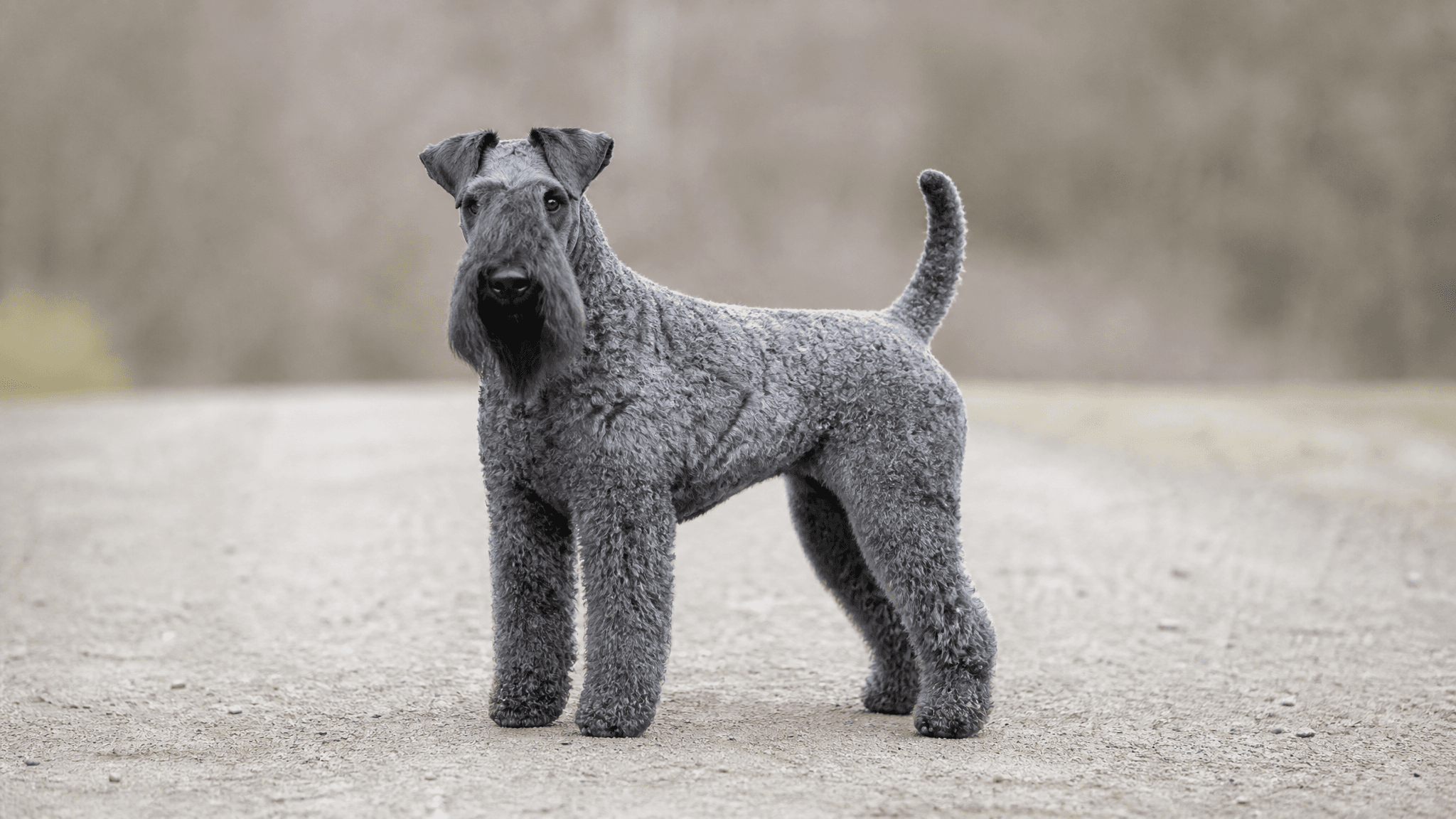 Kerry Blue Terrier