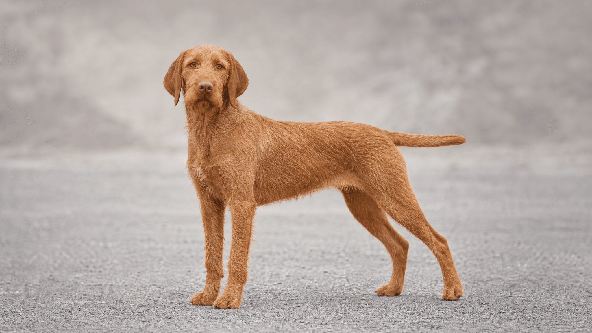 Braco Húngaro De Pelo Duro (Vizsla)
