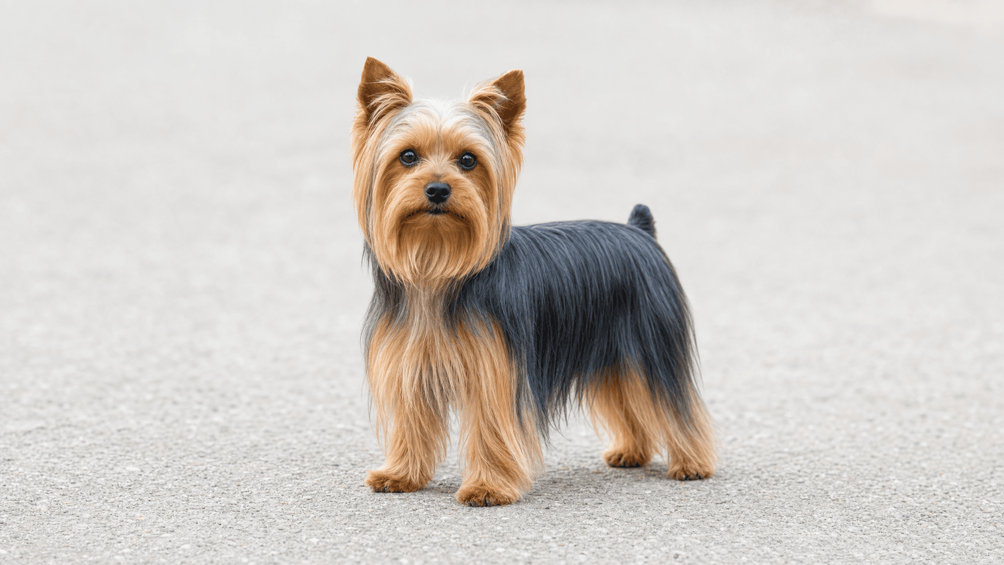 Yorkshire Terrier