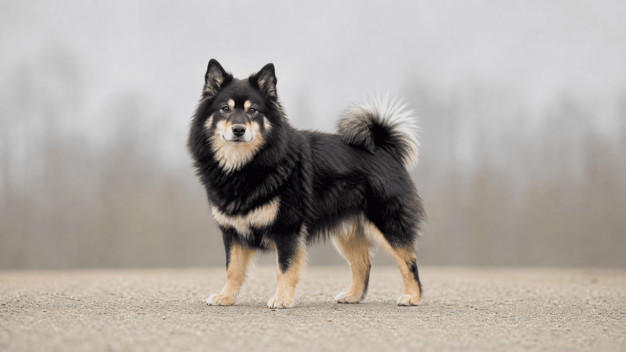 Cão Finlandês Da Lapónia