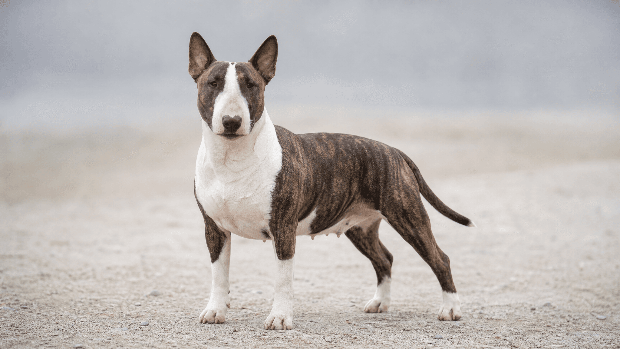 Bull Terrier