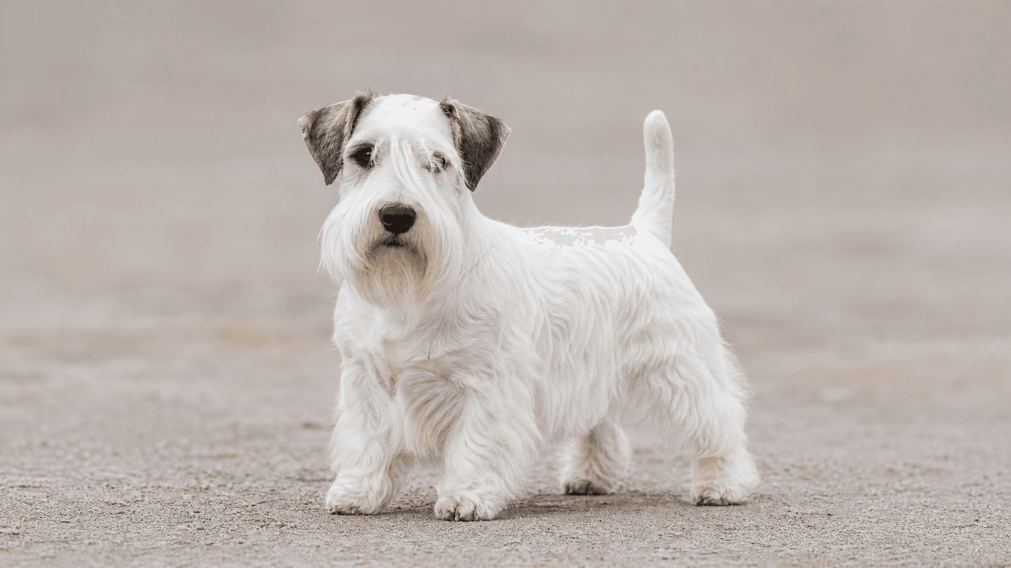 Sealyham Terrier