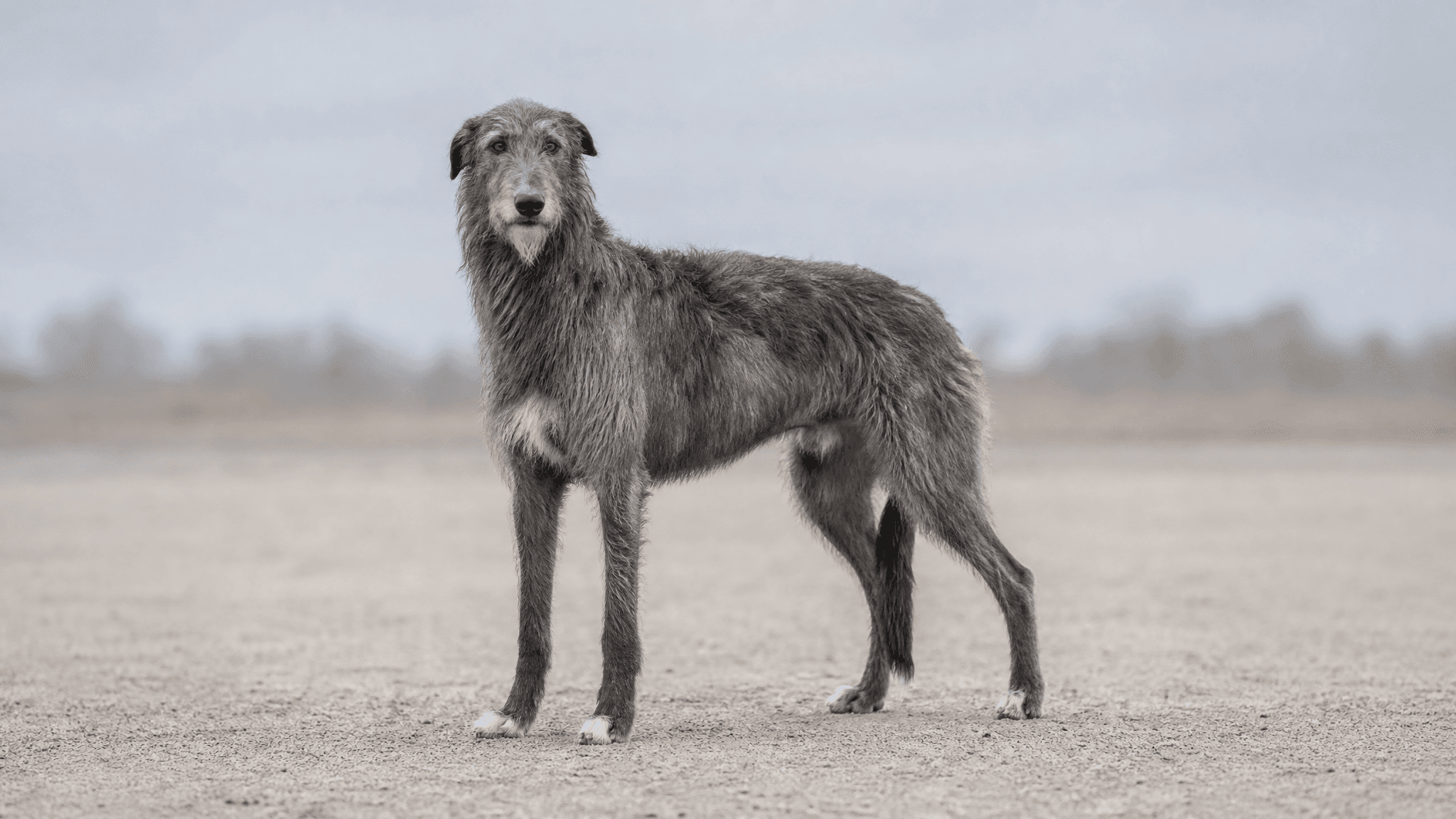 Deerhound (Lebrel Escocés)