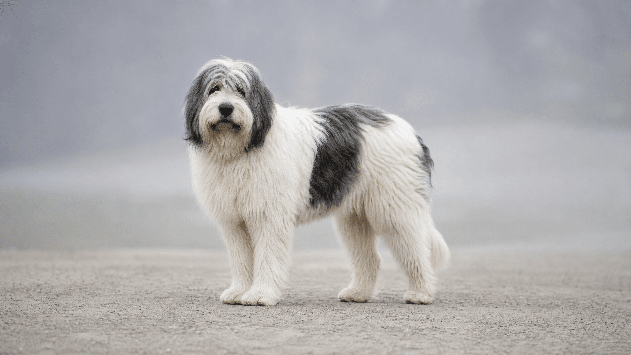 Cão De Pastor Romeno Miorítico