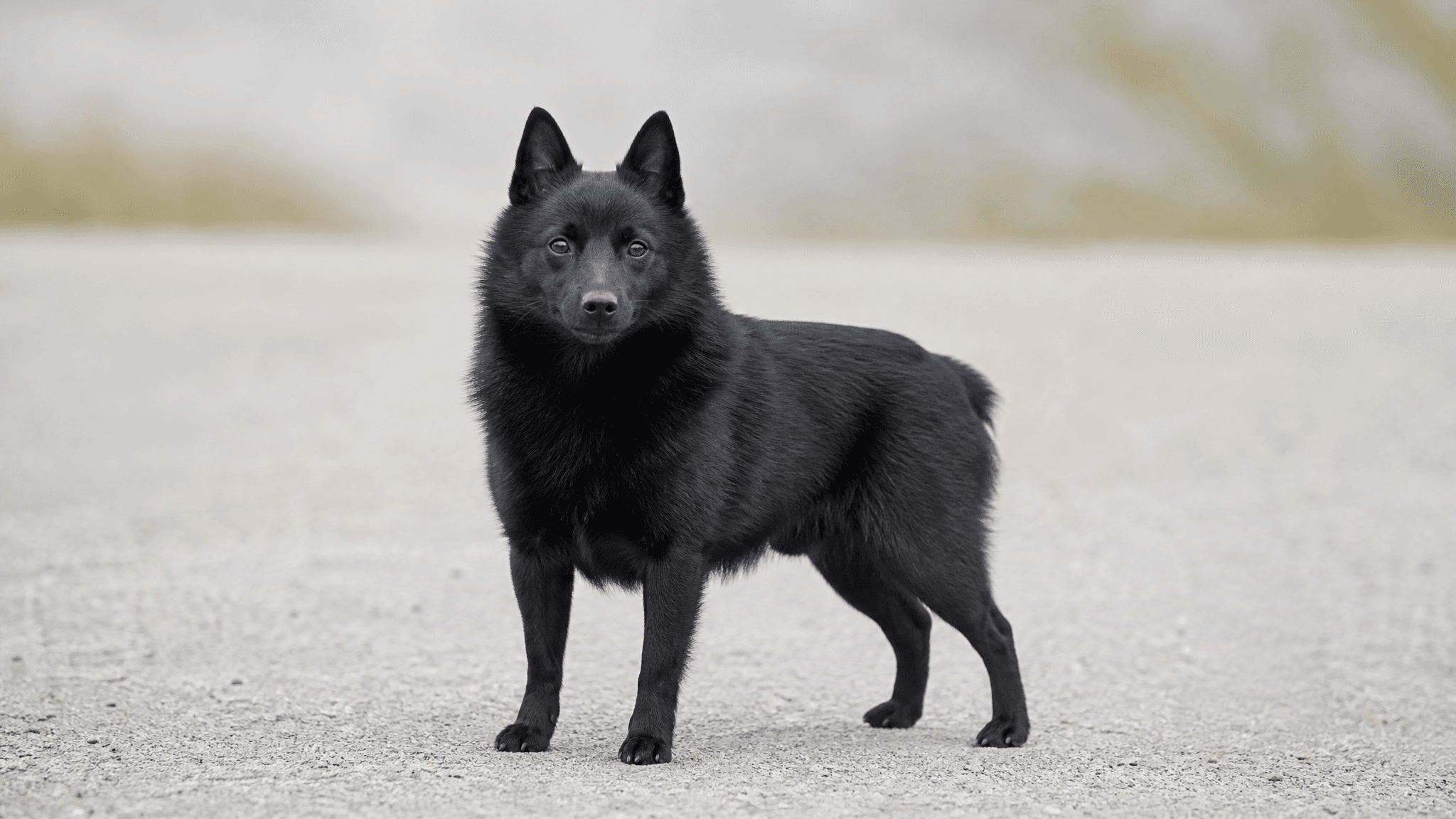 Schipperke