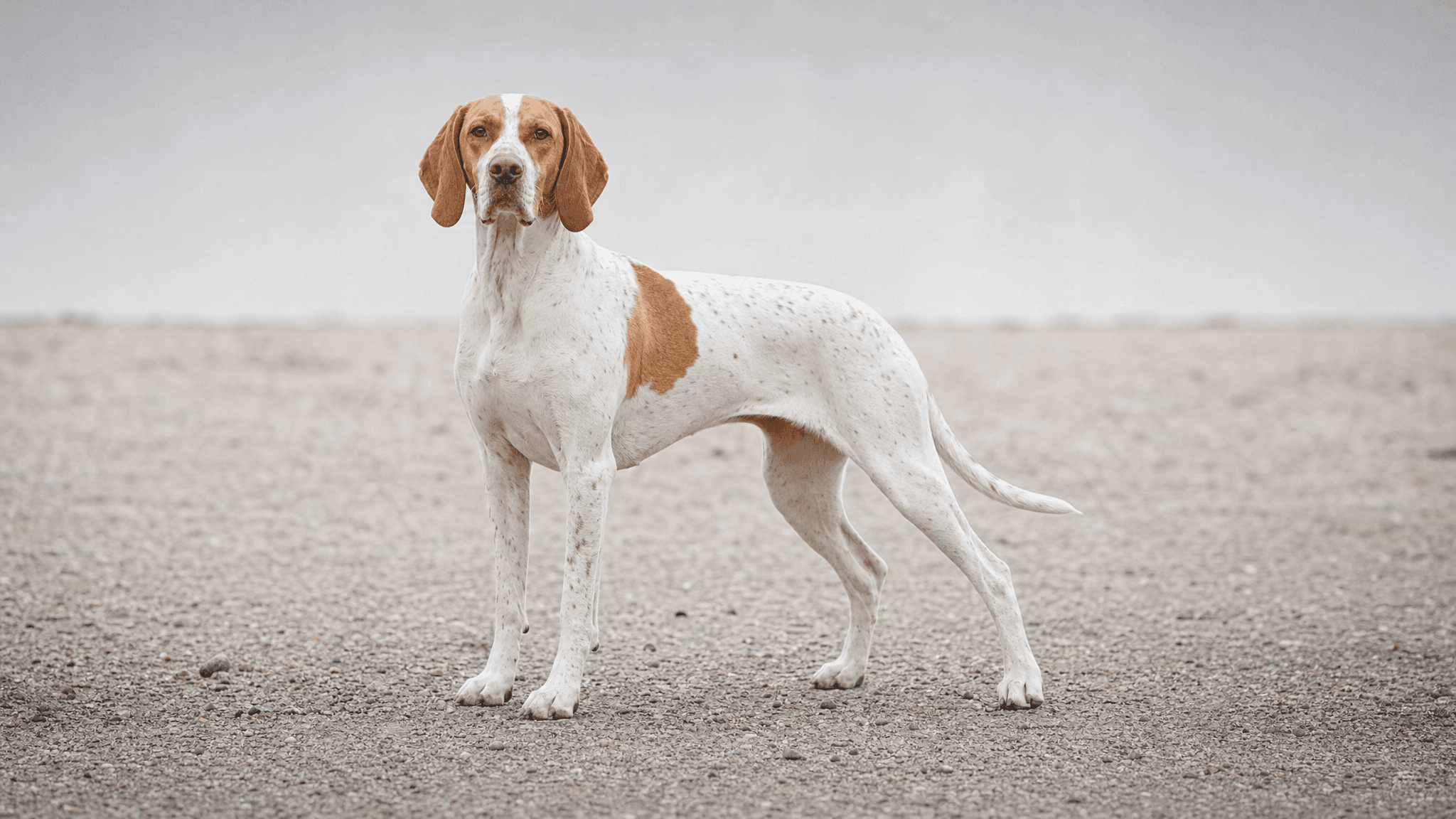 Italian Pointing Dog