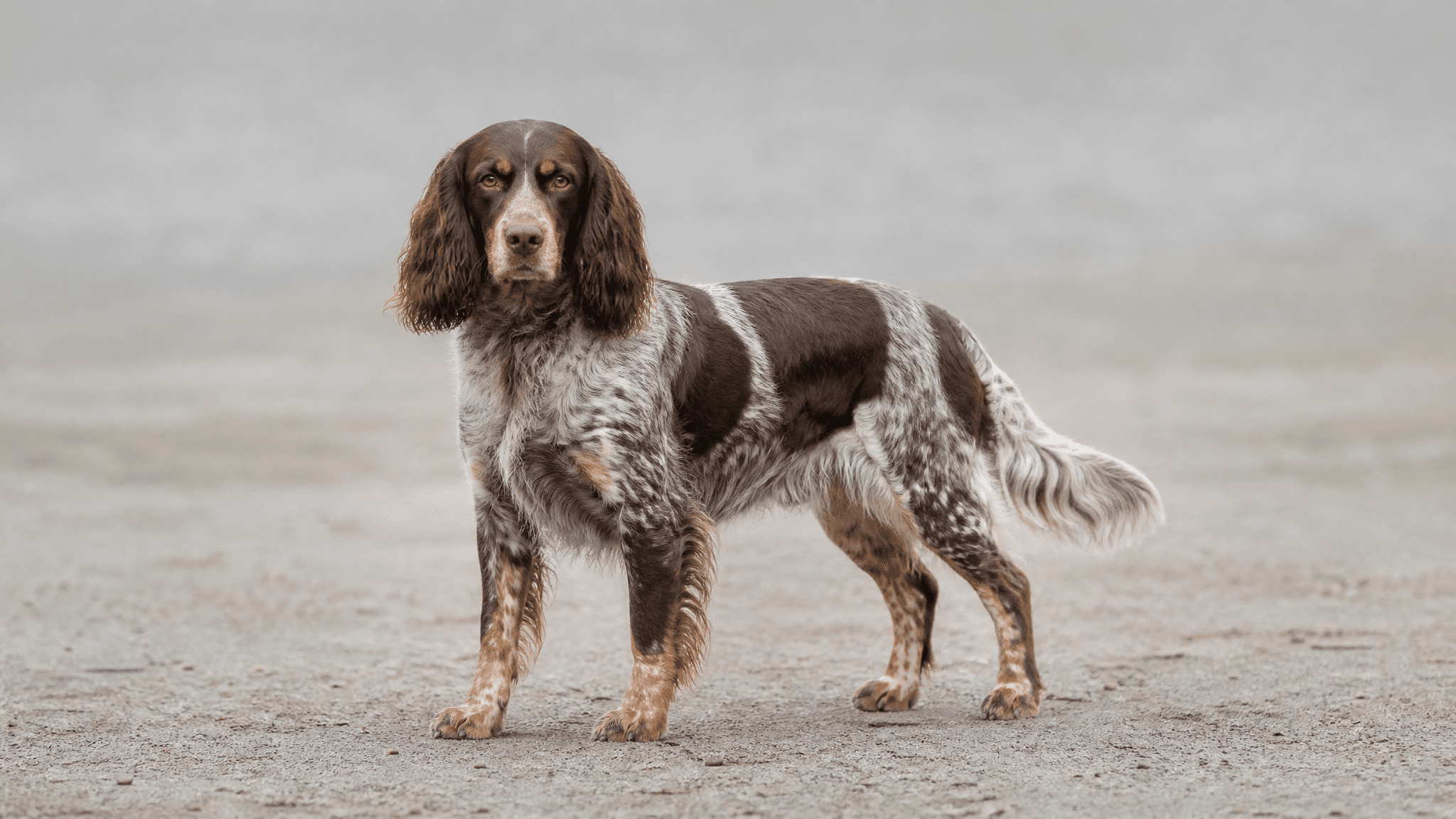 Picardy Spaniel