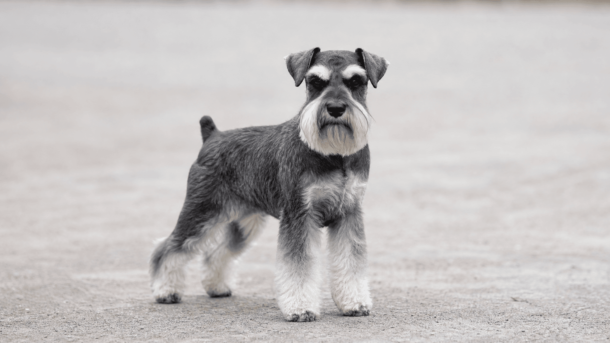 Schnauzer Miniatura