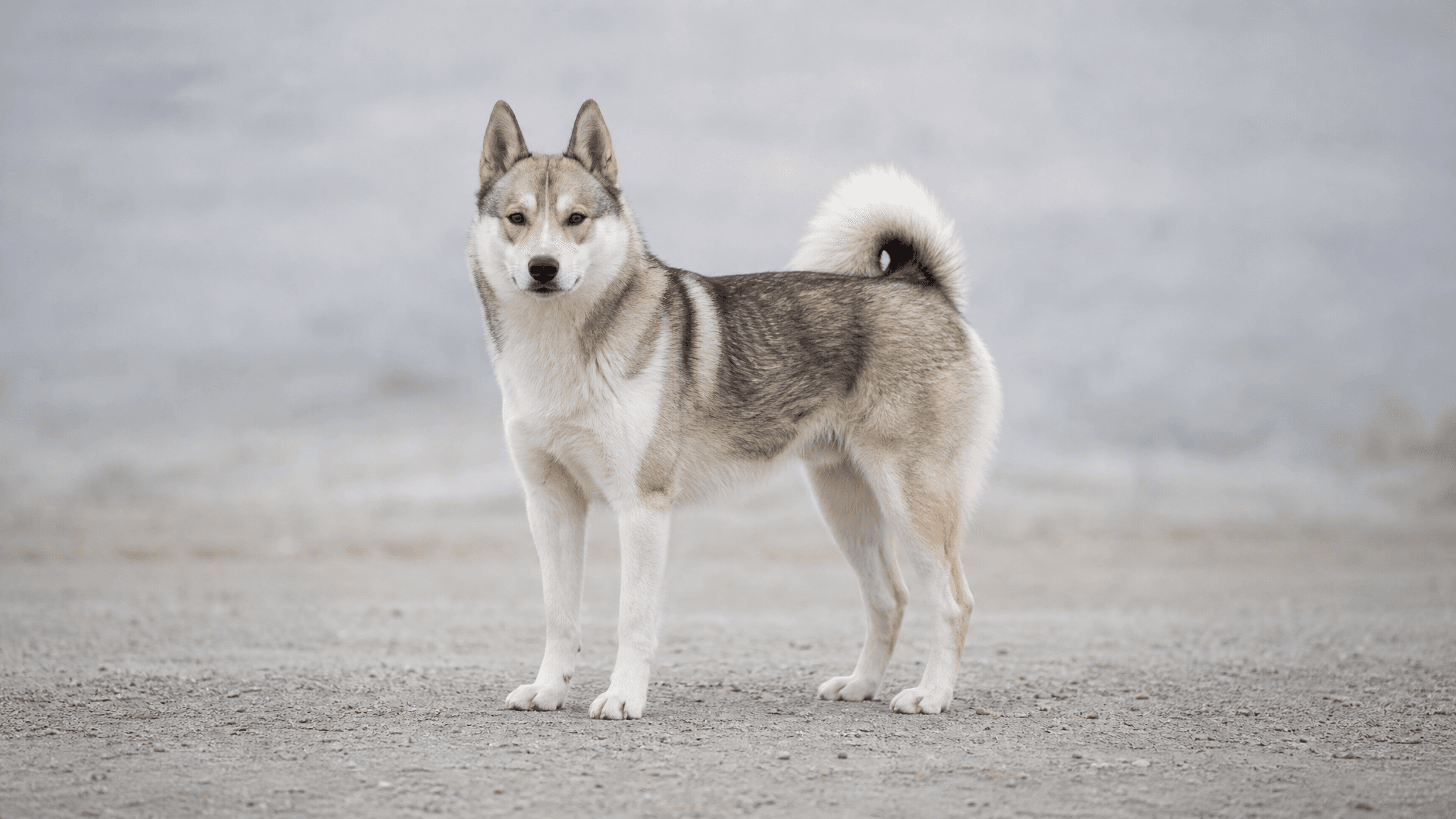 Laika De Siberia Occidental