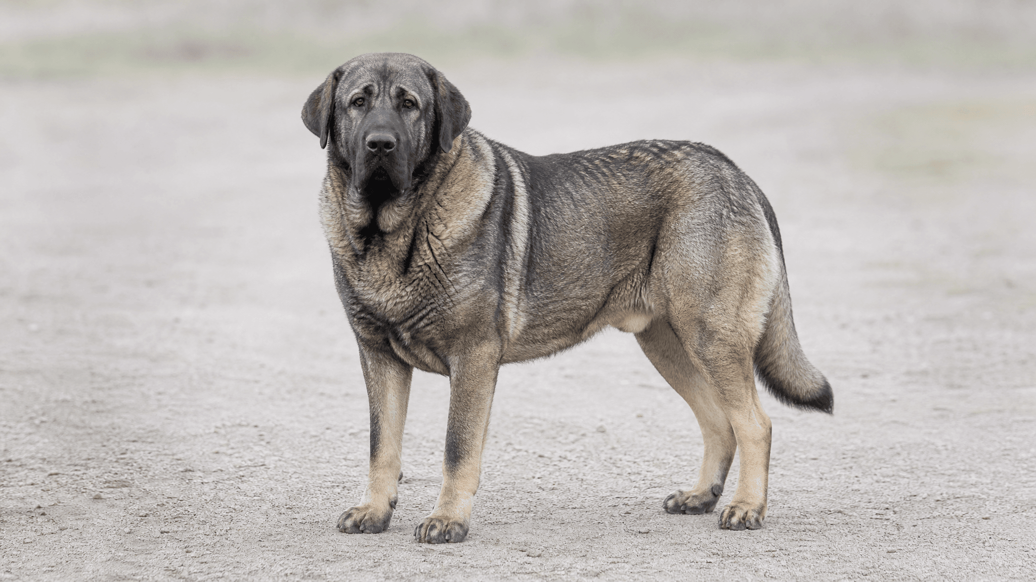 Perro De Castro Laboreiro