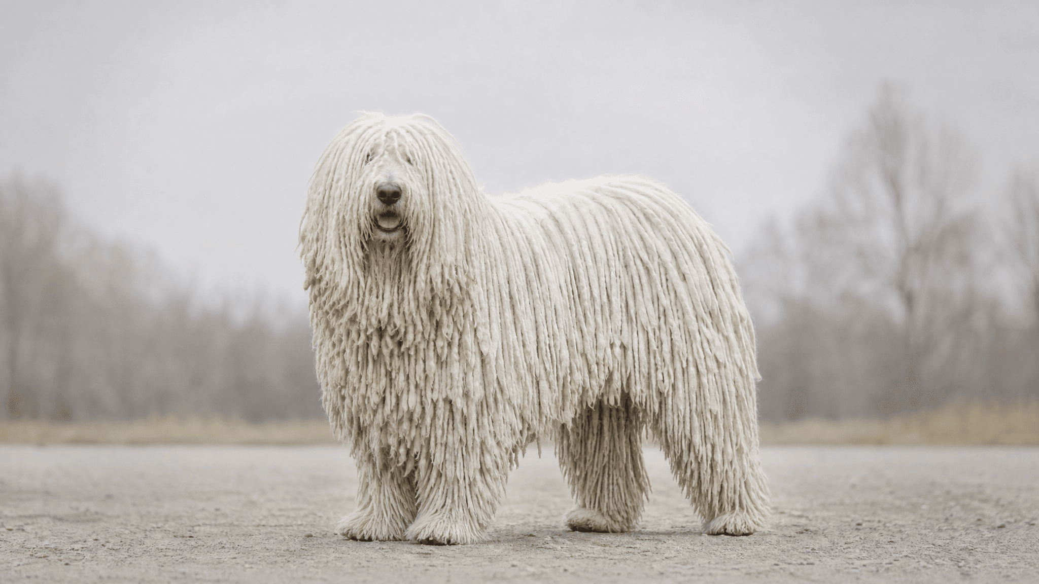 Komondor