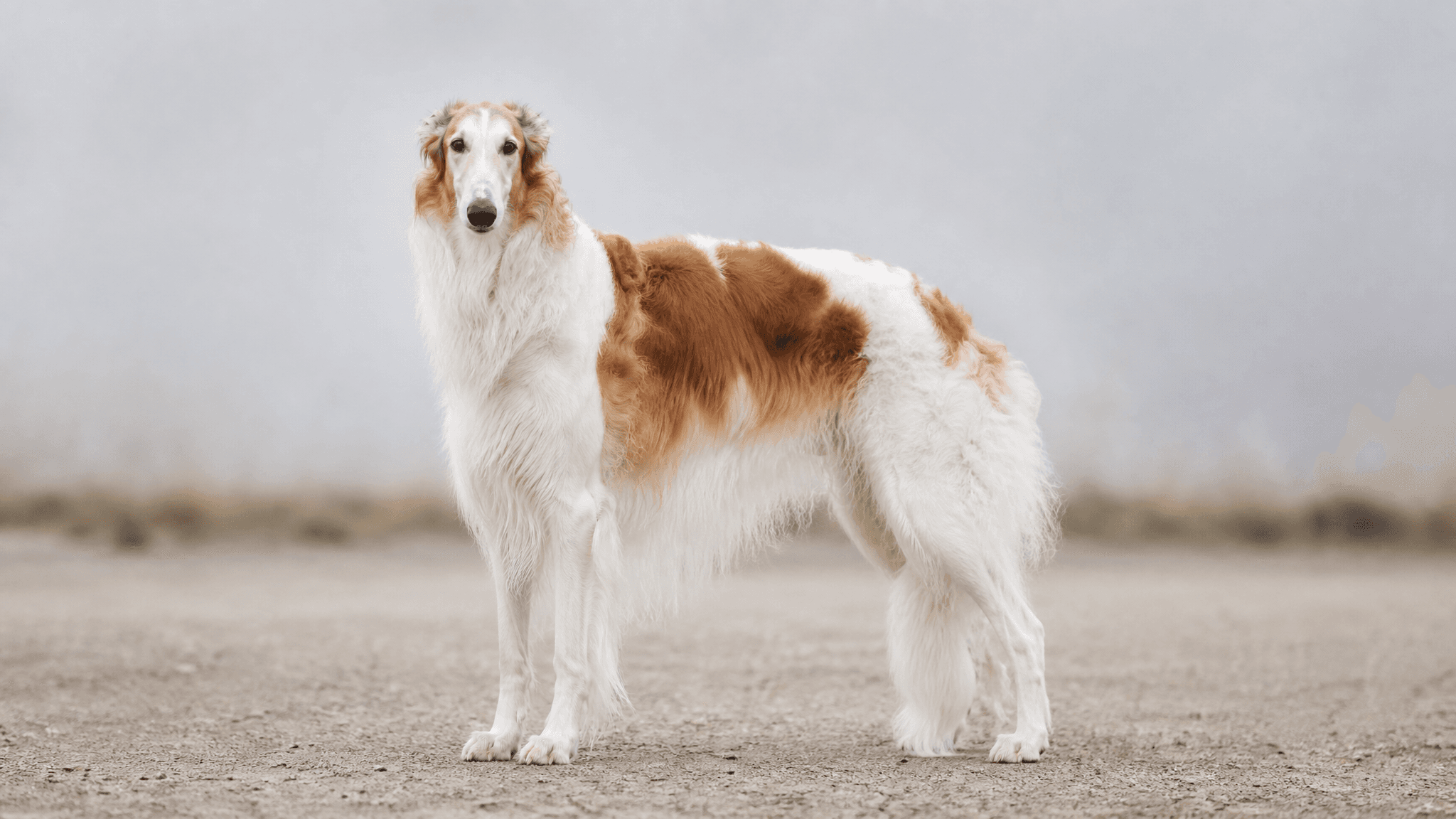 Borzoi - Galgo Ruso