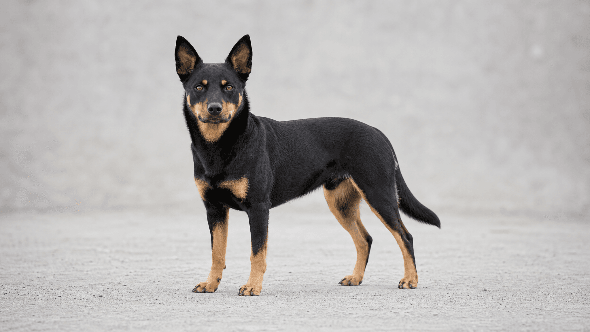 Kelpie Australiano
