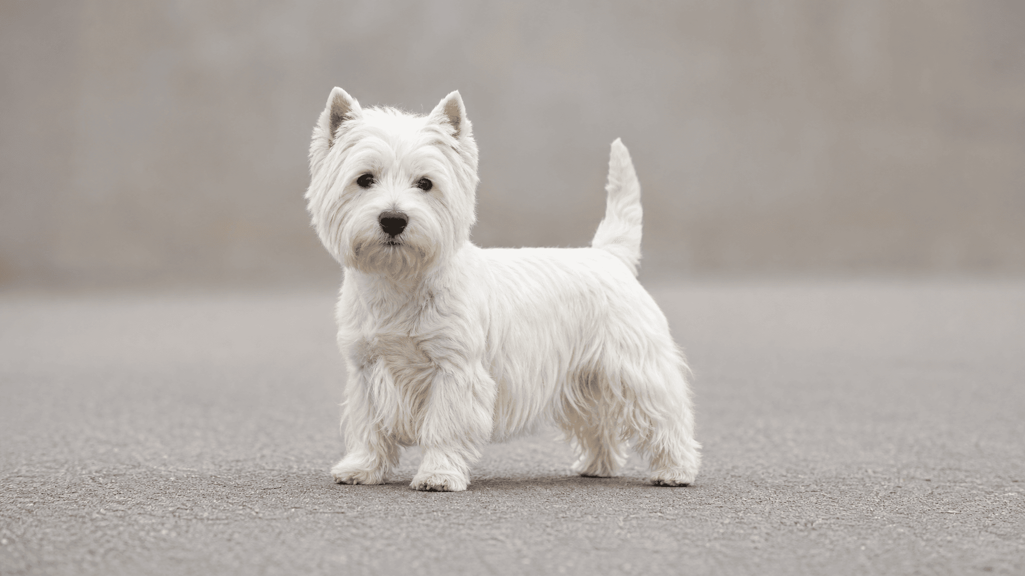 West Highland White Terrier