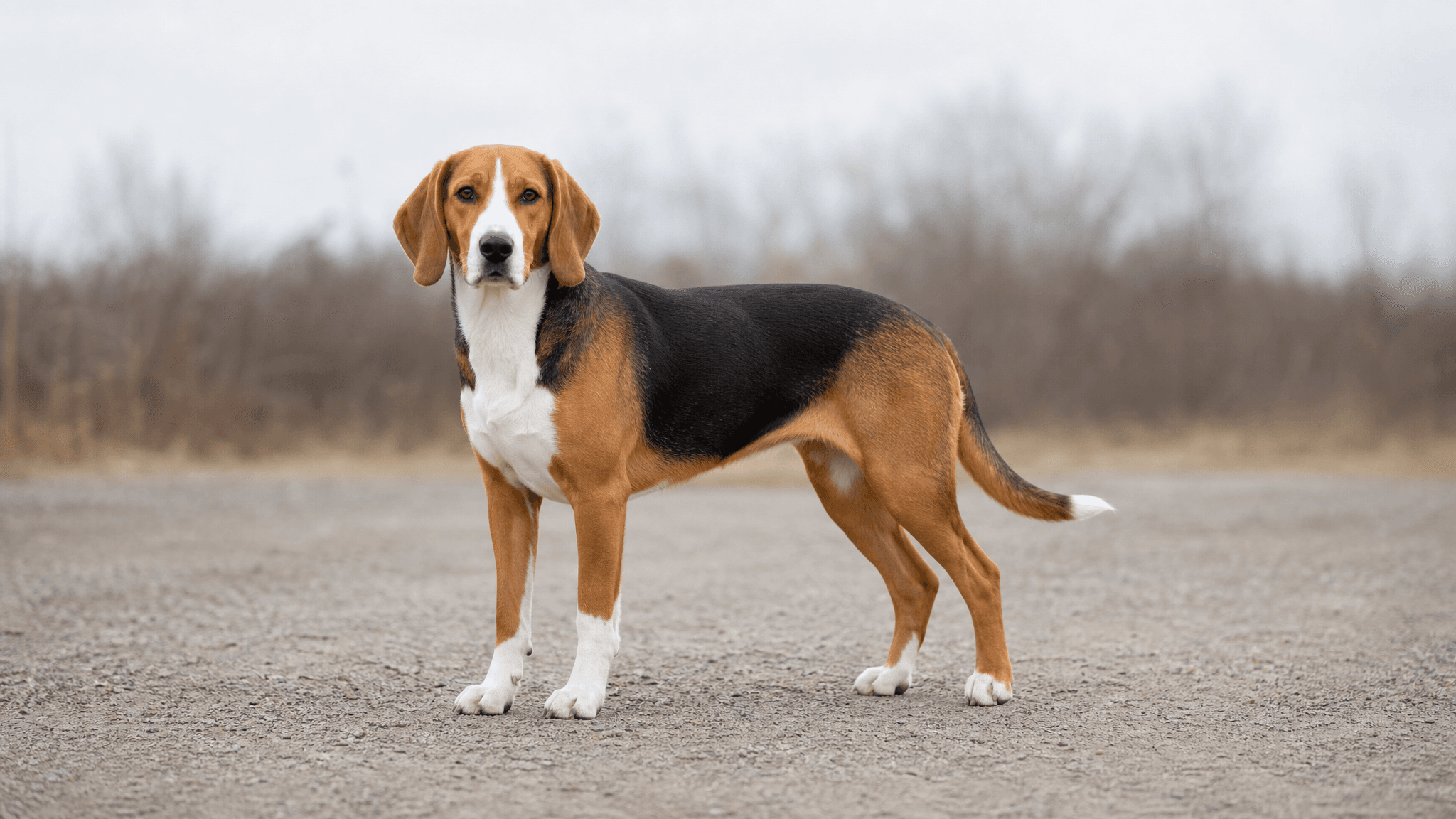 German Hound