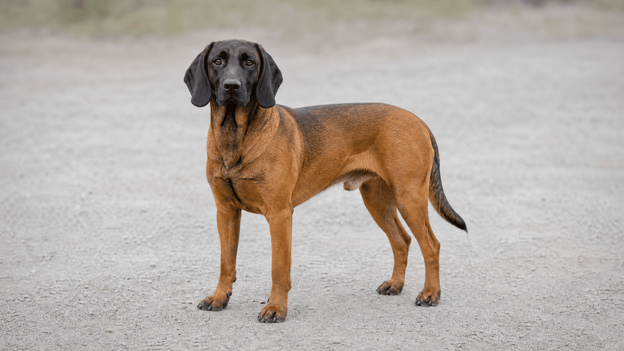 Bavarian Mountain Scent Hound