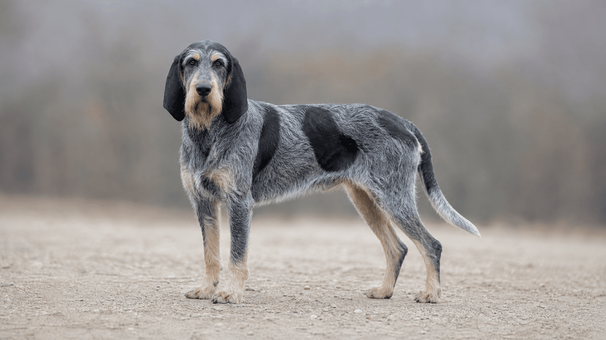 Blue Gascony Griffon