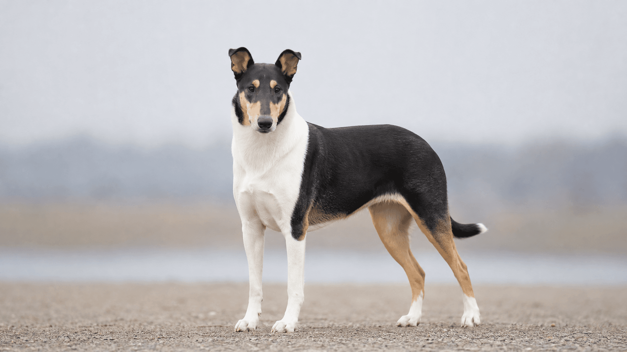 Collie De Pelo Corto