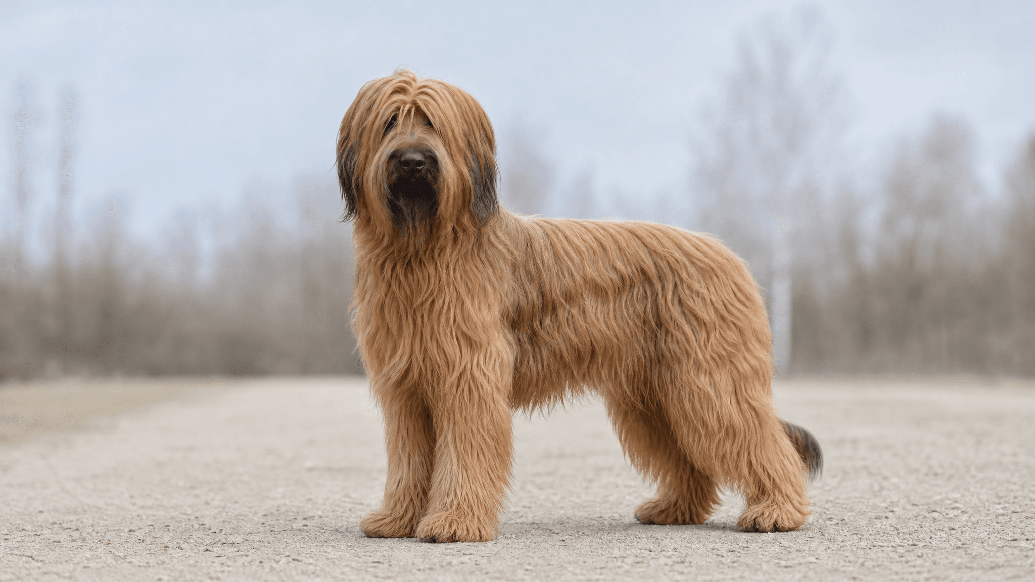 Briard