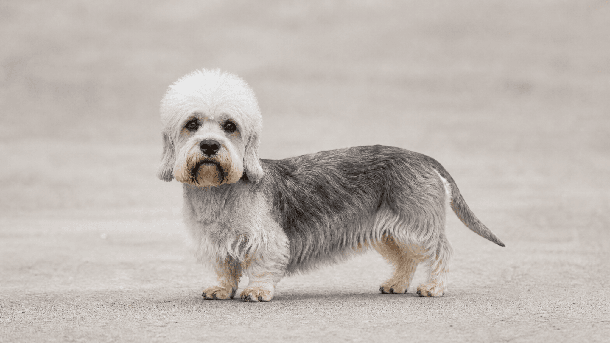 Dandie Dinmont Terrier