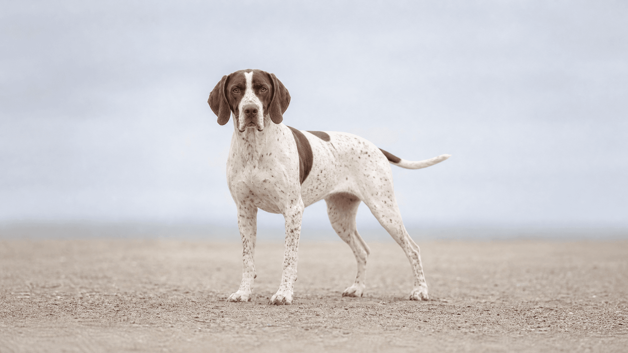 French Pointing Dog - Pyrenean Type