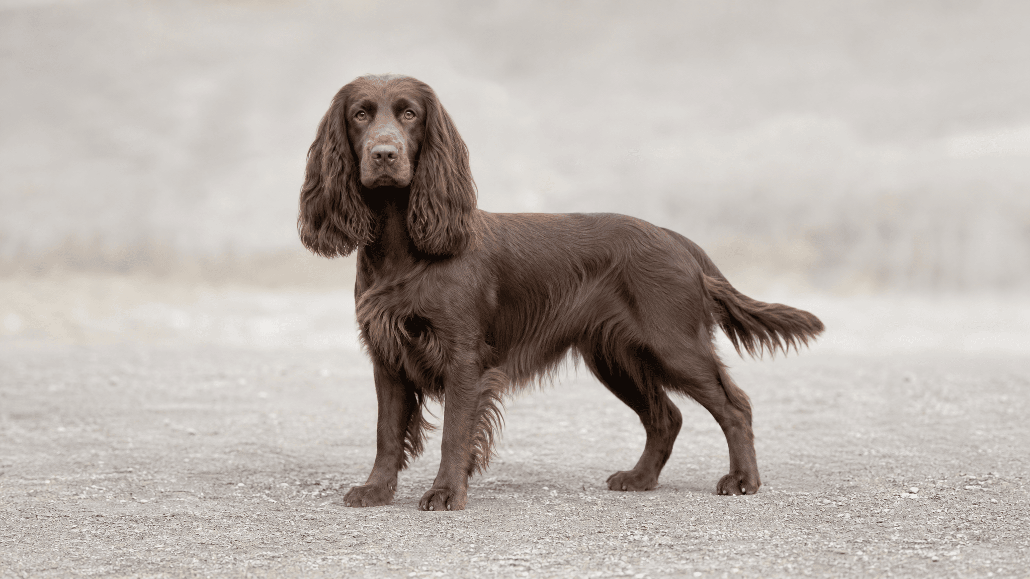Field Spaniel