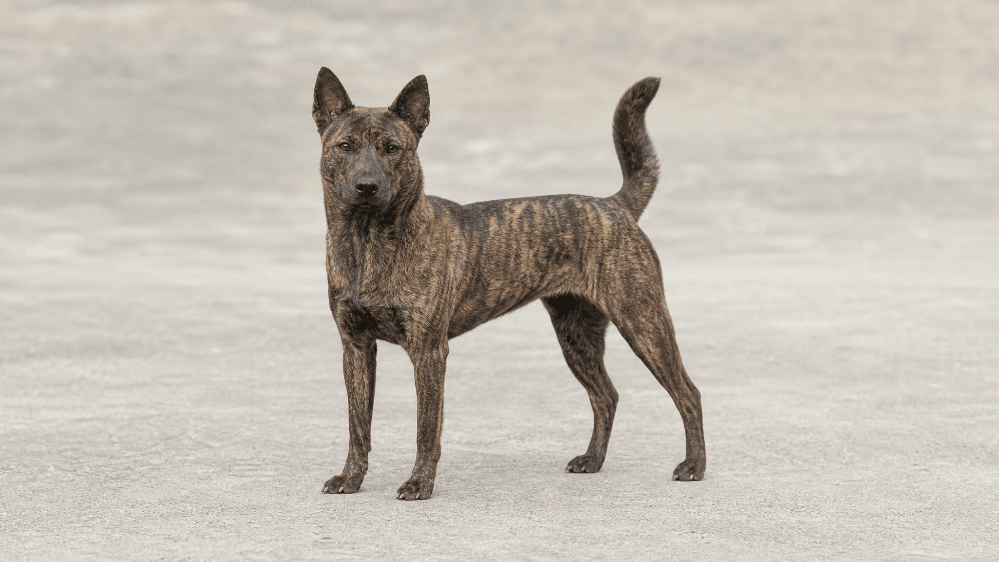 Cão De Taiwan