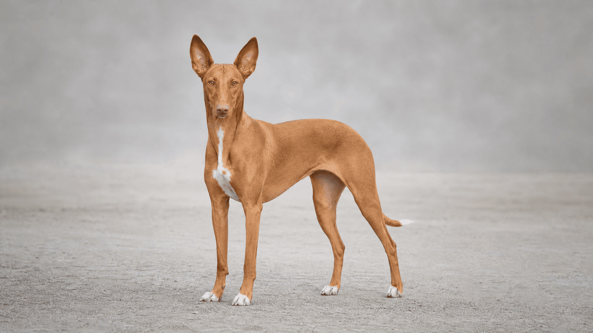 Cão Do Faraó