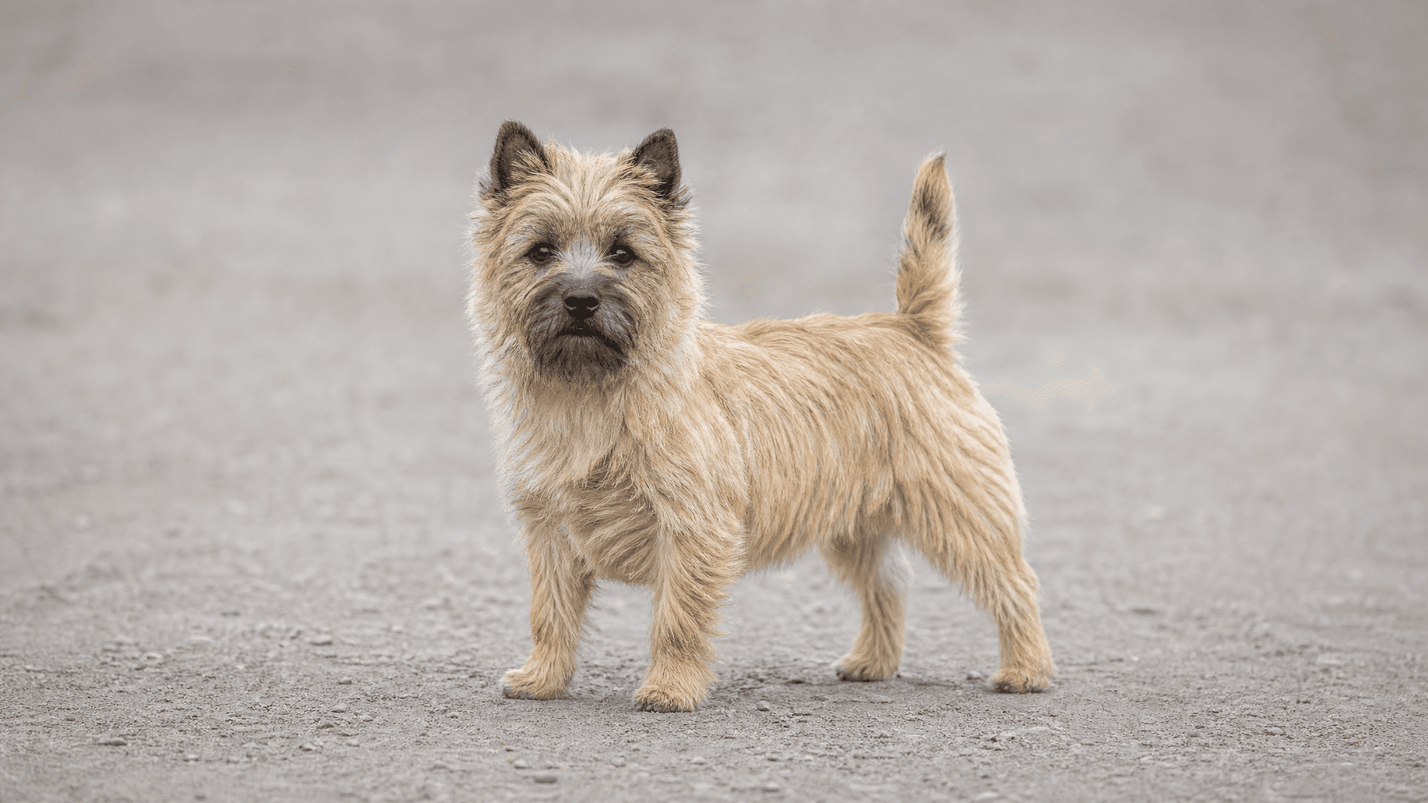 Cairn Terrier