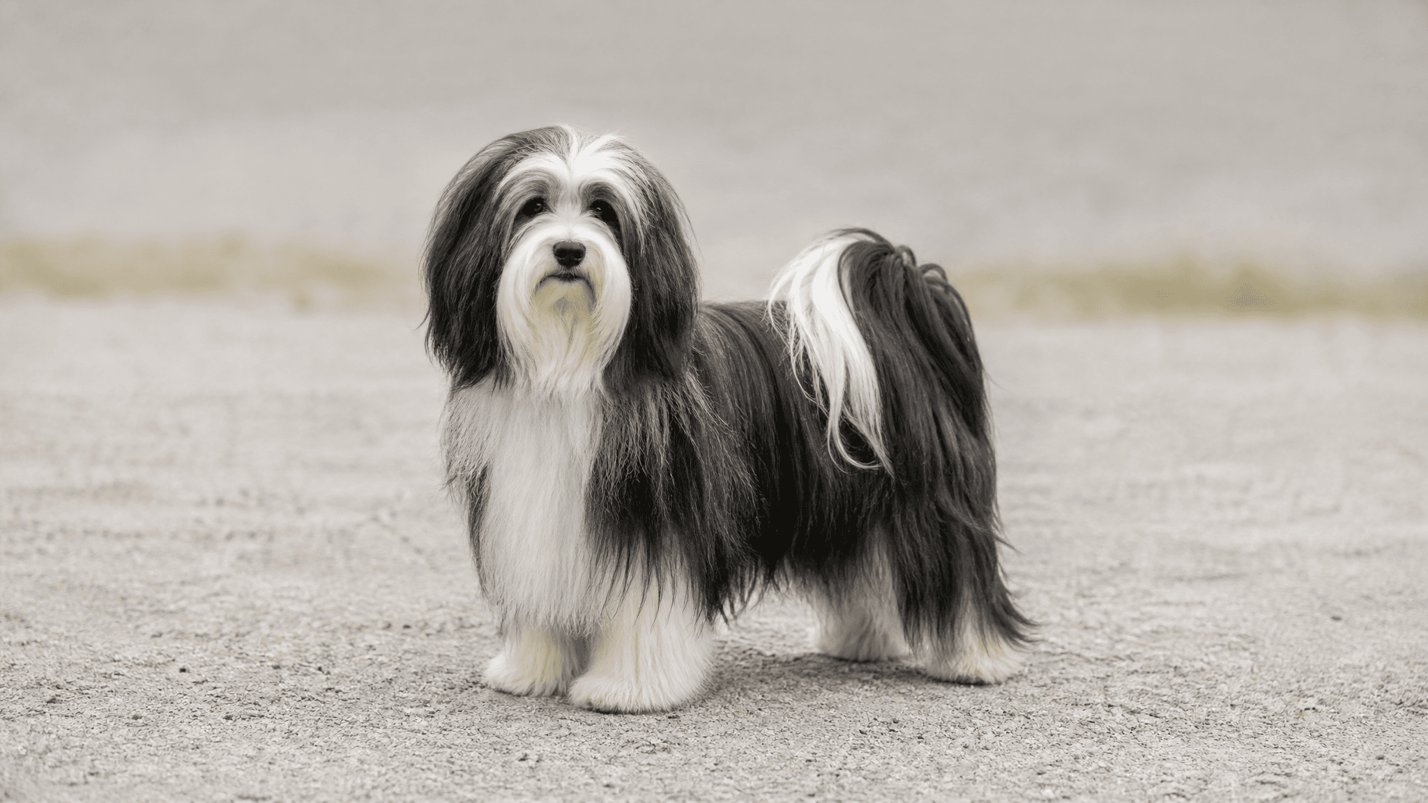 Terrier Tibetano