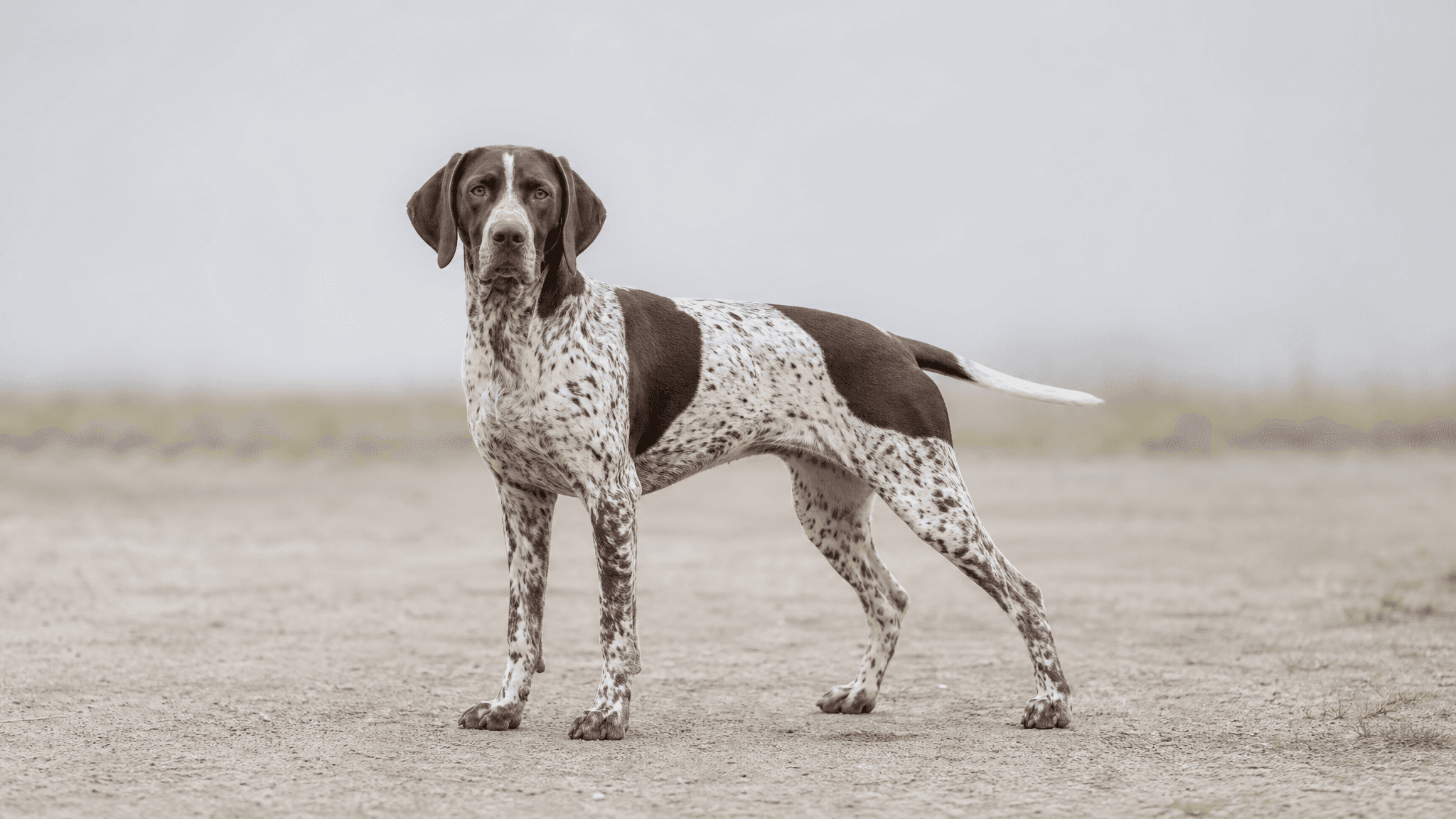 Antiguo Perro De Muestra Danés
