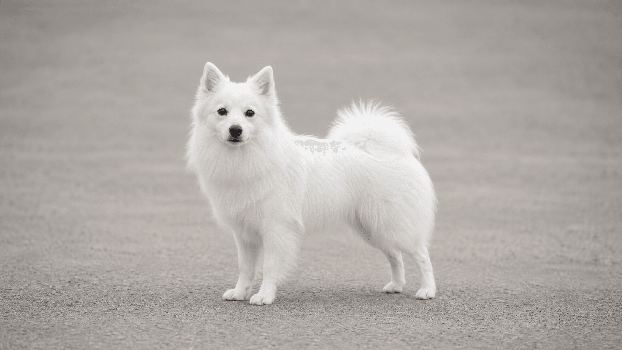 Perro Esquimal Americano
