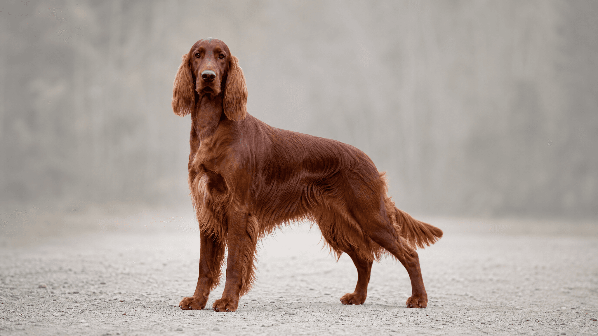 Irish Red Setter