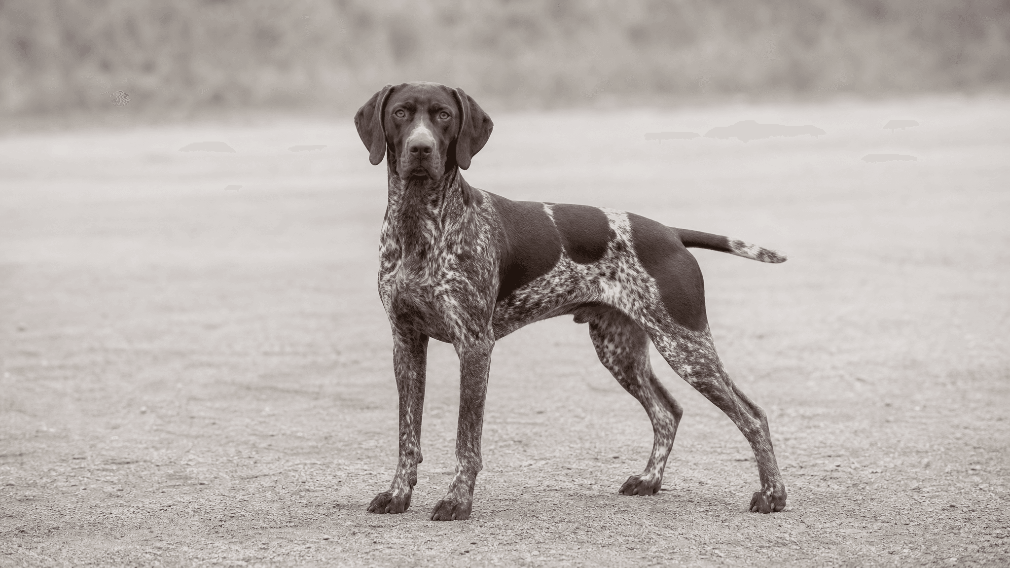 German Short- Haired Pointing Dog