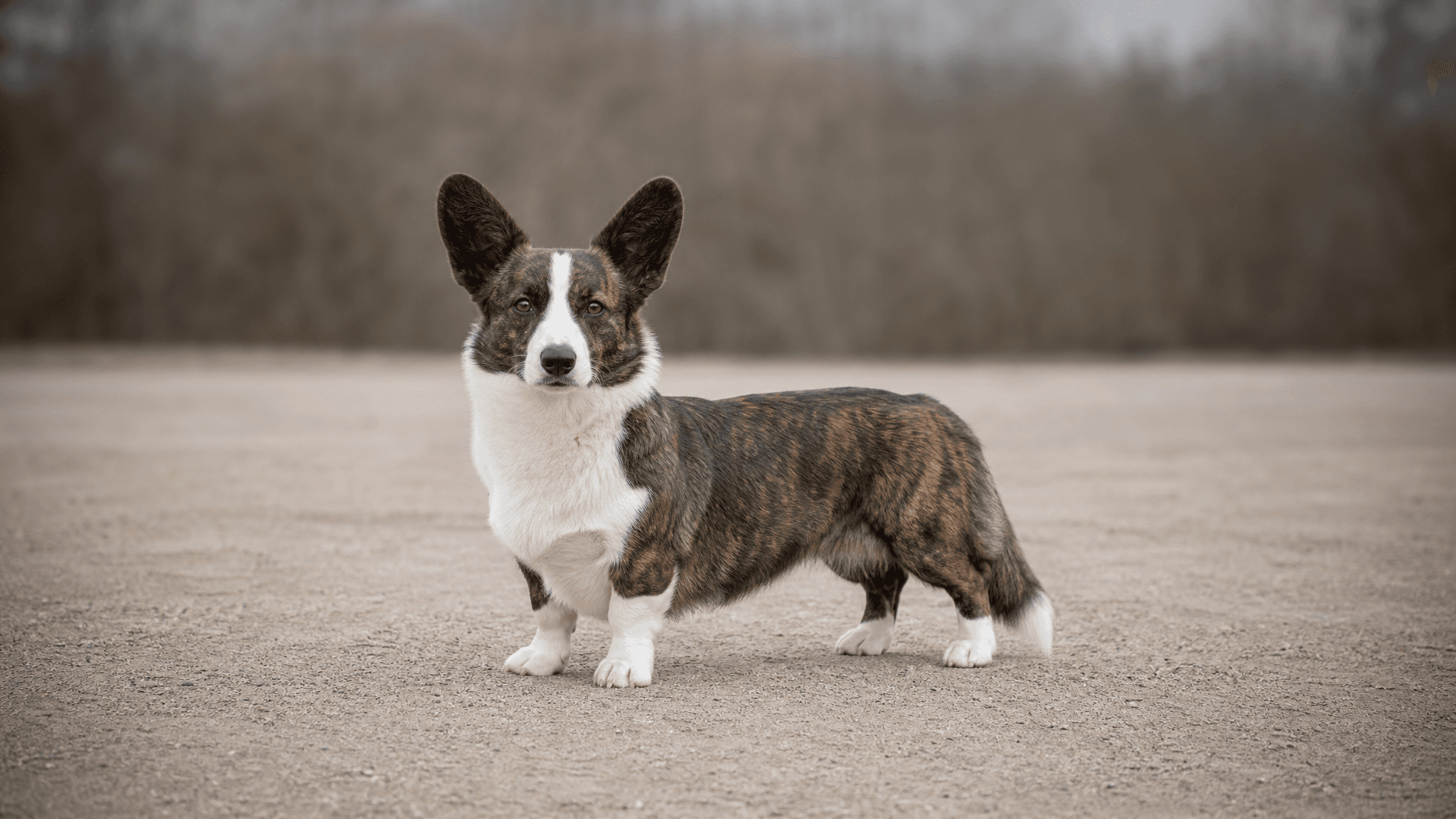 Corgi Galés De Cardigan