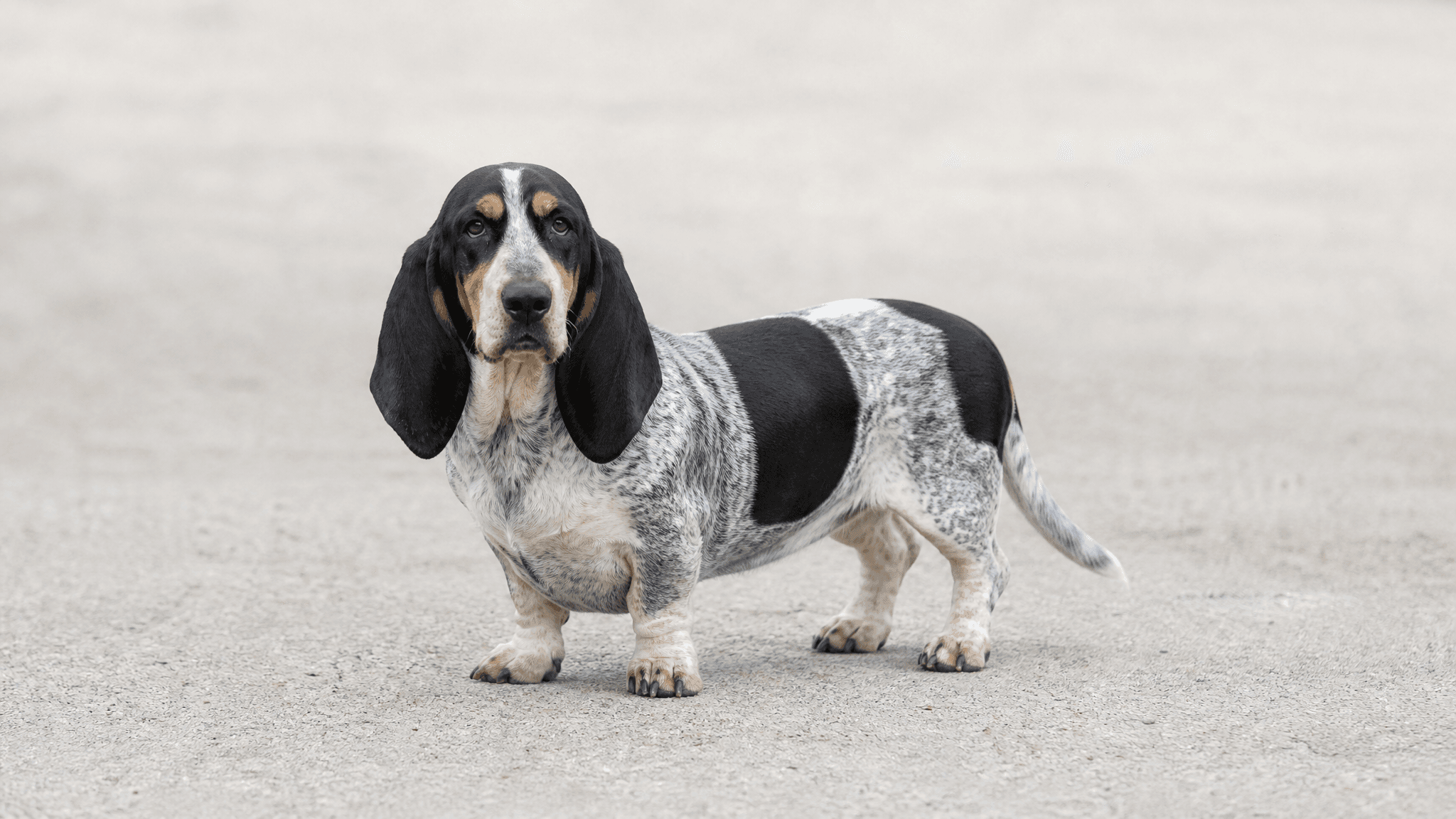 Basset Azul De Gascuña