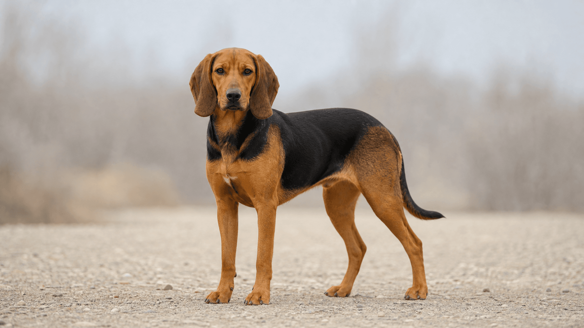 Serbian Hound