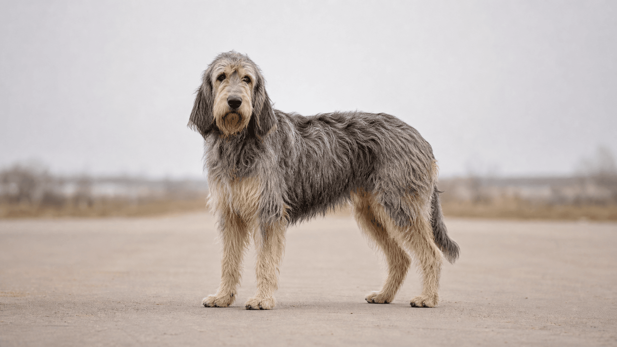 Griffon Nivernais